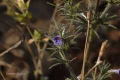 Haplanthodes verticillatus